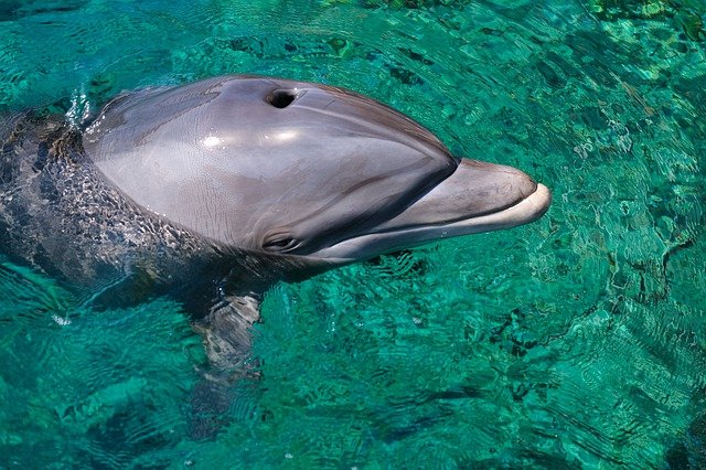 dolphin g27ac24b82 640